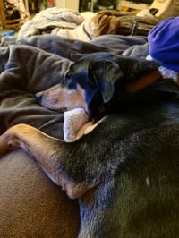 Bug - Photo 4