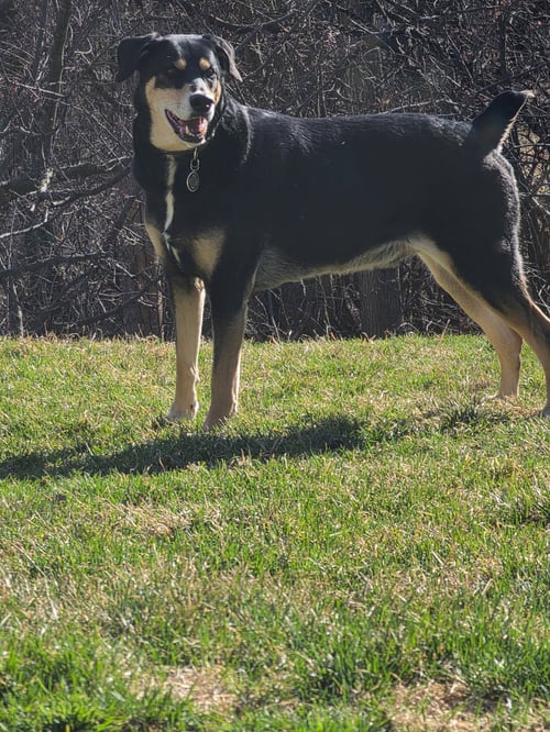 BUG - Doberman Pinscher / Siberian Husky available for adoption