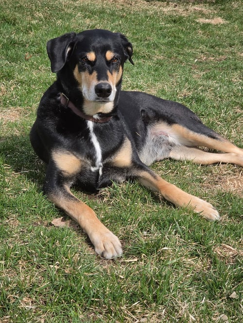 BUG - Doberman Pinscher / Siberian Husky for adoption in Minneapolis