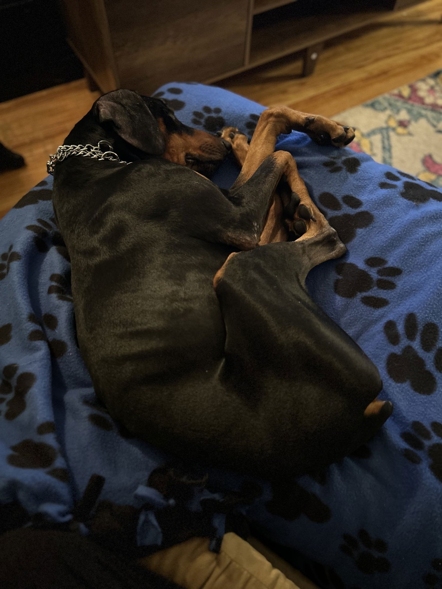 KILLIAN - Doberman Pinscher available for adoption