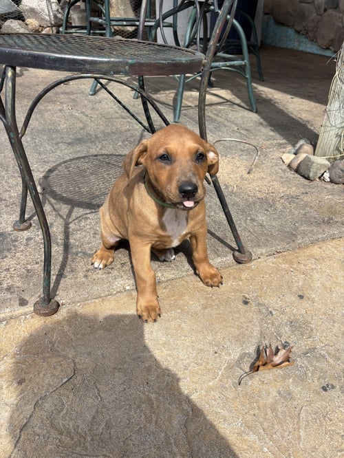 EMMY - Doberman Pinscher available for adoption