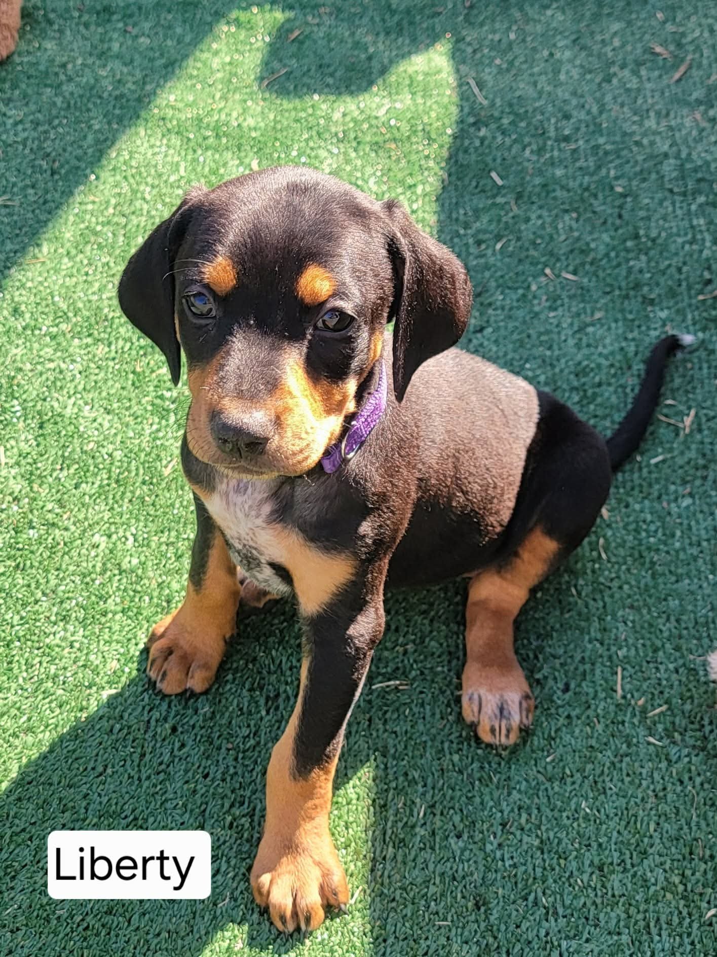 LIBERTY - Doberman Pinscher / Bluetick Coonhound available for adoption