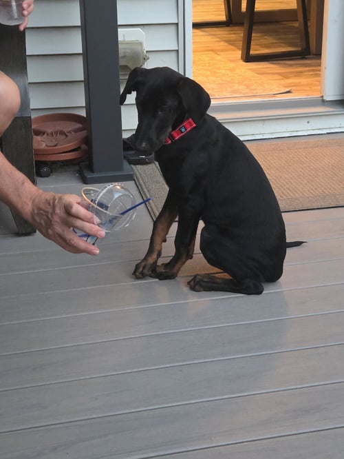 SMOOTH - Doberman Pinscher available for adoption
