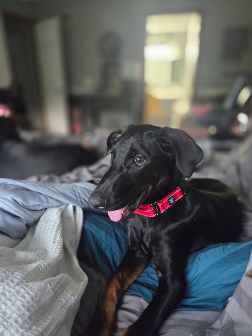 SMOOTH - Doberman Pinscher for adoption in Minneapolis
