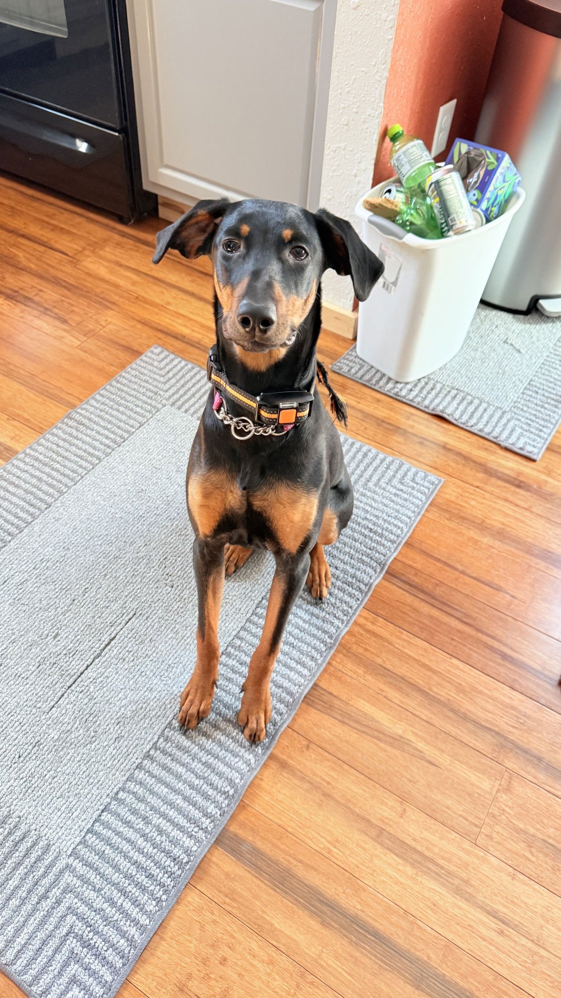 RUBY - Doberman Pinscher available for adoption