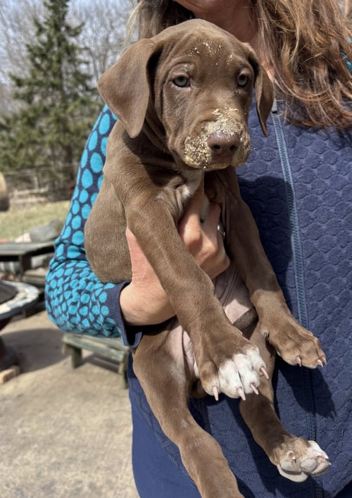 PEACH - Doberman Pinscher available for adoption