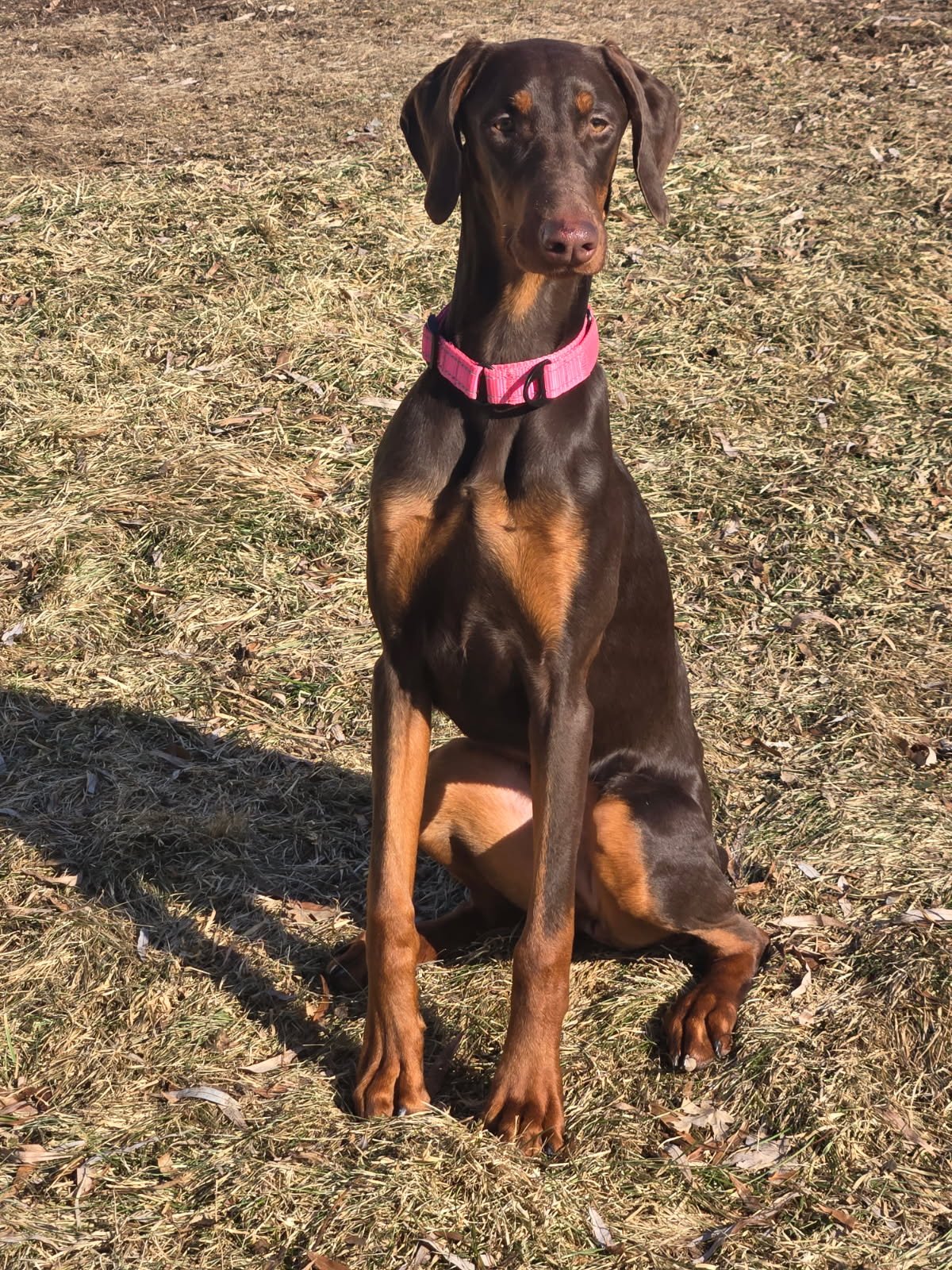 KARMA - Doberman Pinscher available for adoption