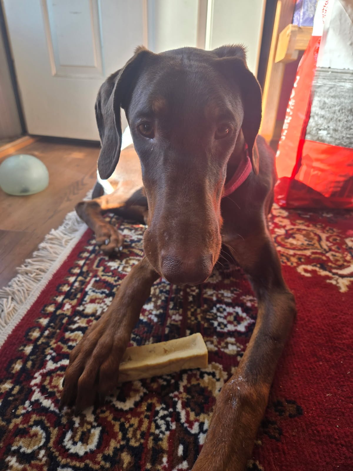 KARMA - Doberman Pinscher available for adoption