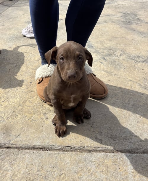 SALLY - Doberman Pinscher available for adoption