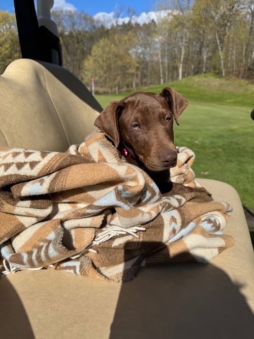 SALLY - Doberman Pinscher for adoption in Minneapolis