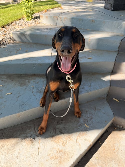 NYX - Doberman Pinscher available for adoption