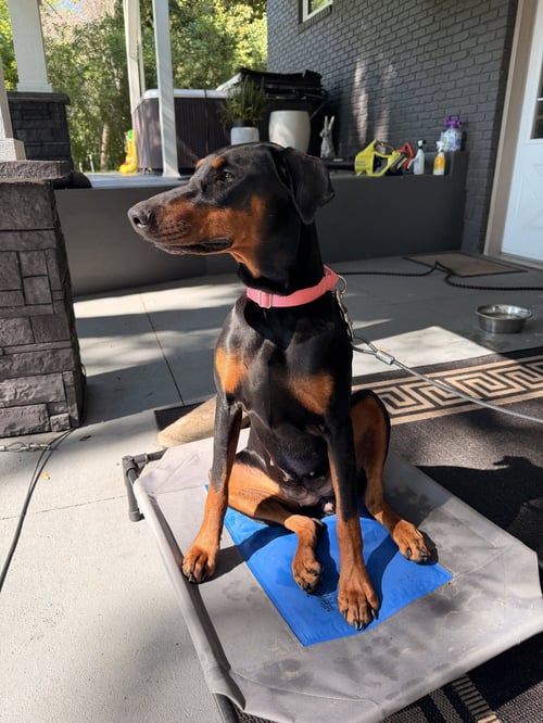 NYX - Doberman Pinscher for adoption in Minneapolis
