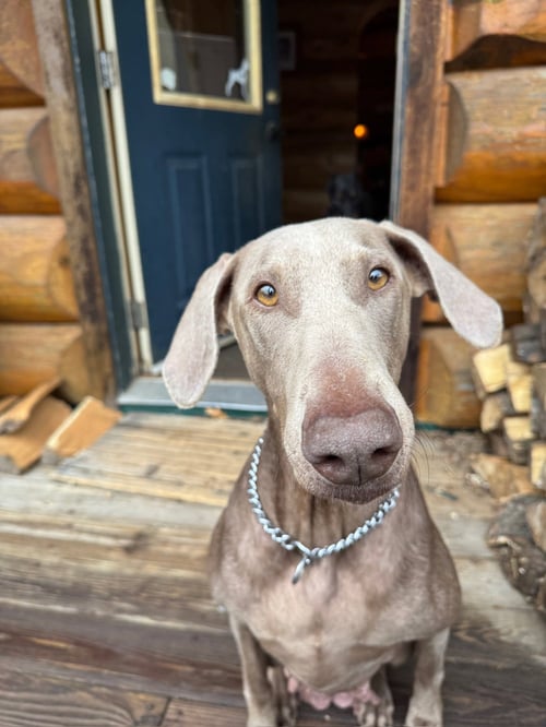 HONEY - Doberman Pinscher available for adoption