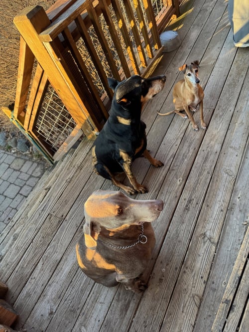 HONEY - Doberman Pinscher available for adoption