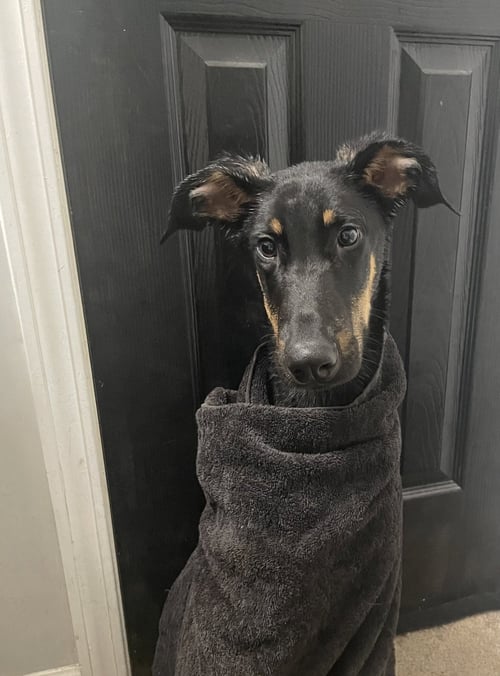 GRIFFIN - Doberman Pinscher available for adoption