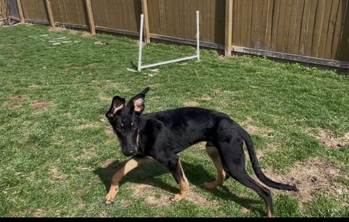 GRIFFIN - Doberman Pinscher available for adoption