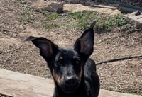 Griffin - Photo 4