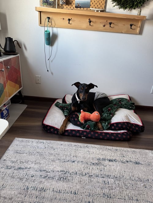 MAXWELL - Doberman Pinscher available for adoption