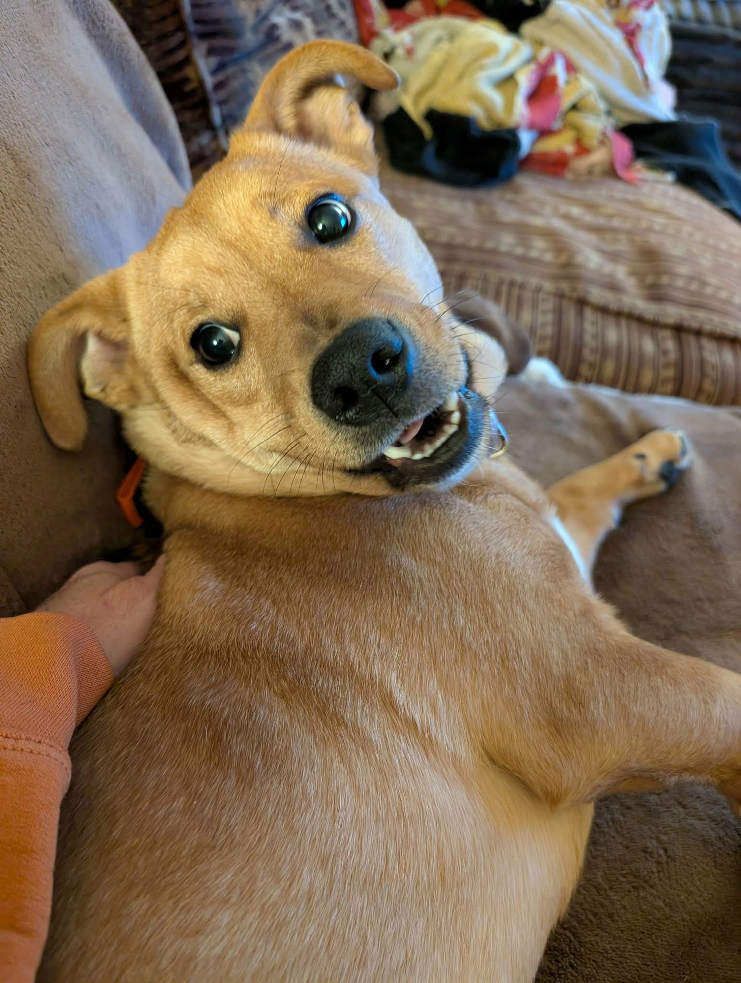 DODGE - Corgi available for adoption