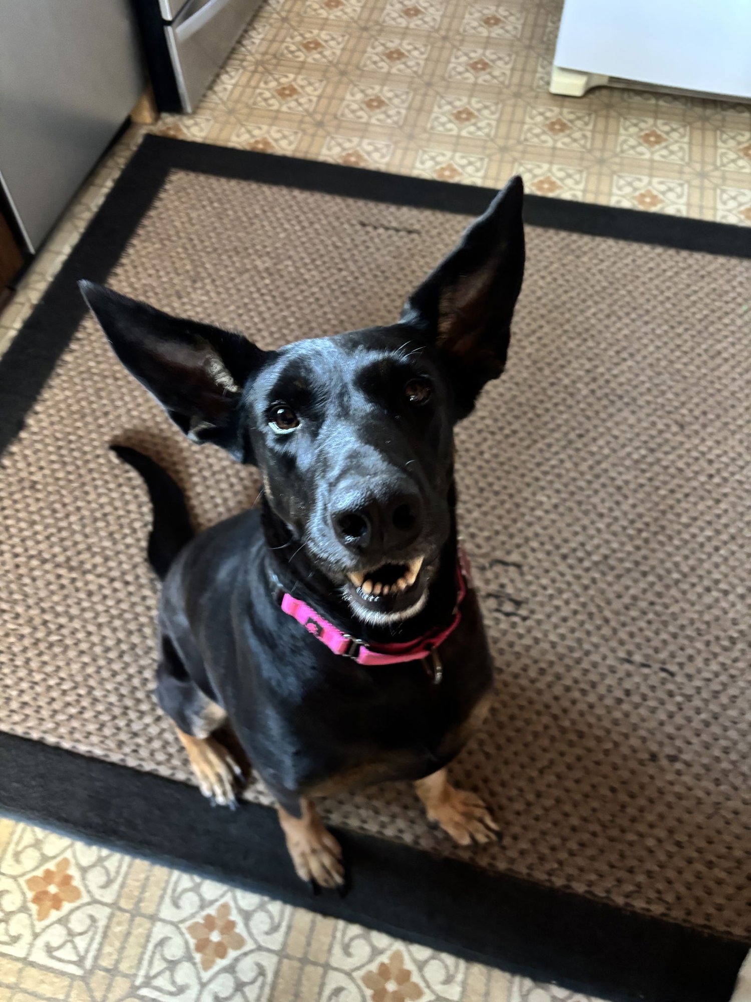 TIA - Doberman Pinscher / German Shepherd Dog available for adoption