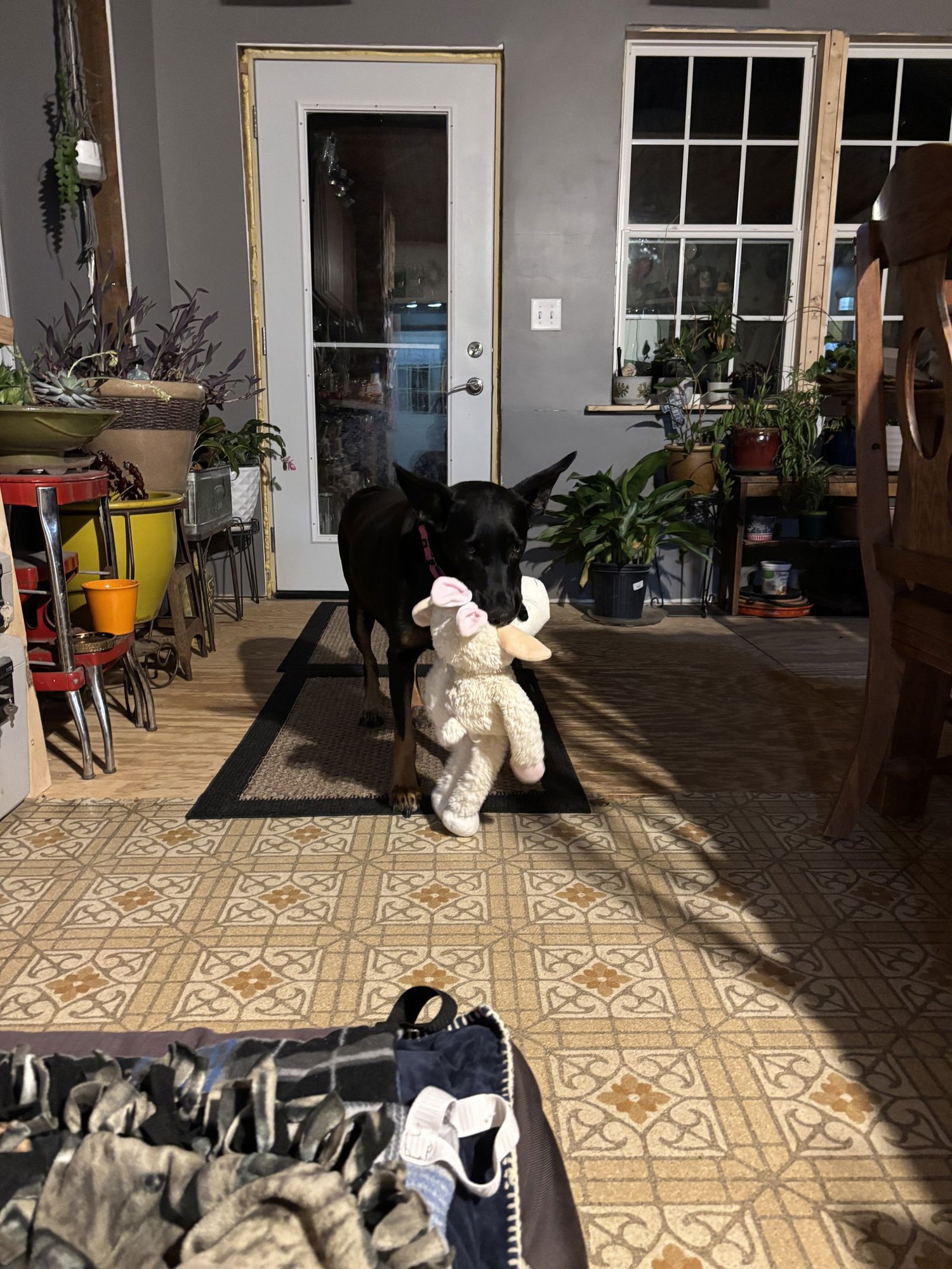 TIA - Doberman Pinscher / German Shepherd Dog available for adoption