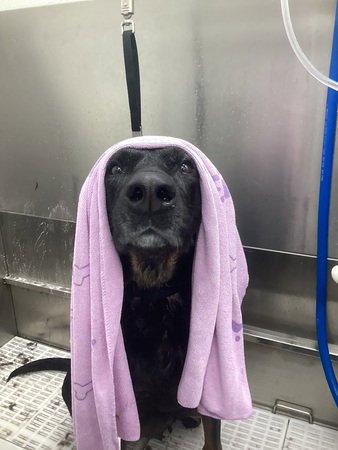 TIA - Doberman Pinscher / German Shepherd Dog for adoption in Minneapolis