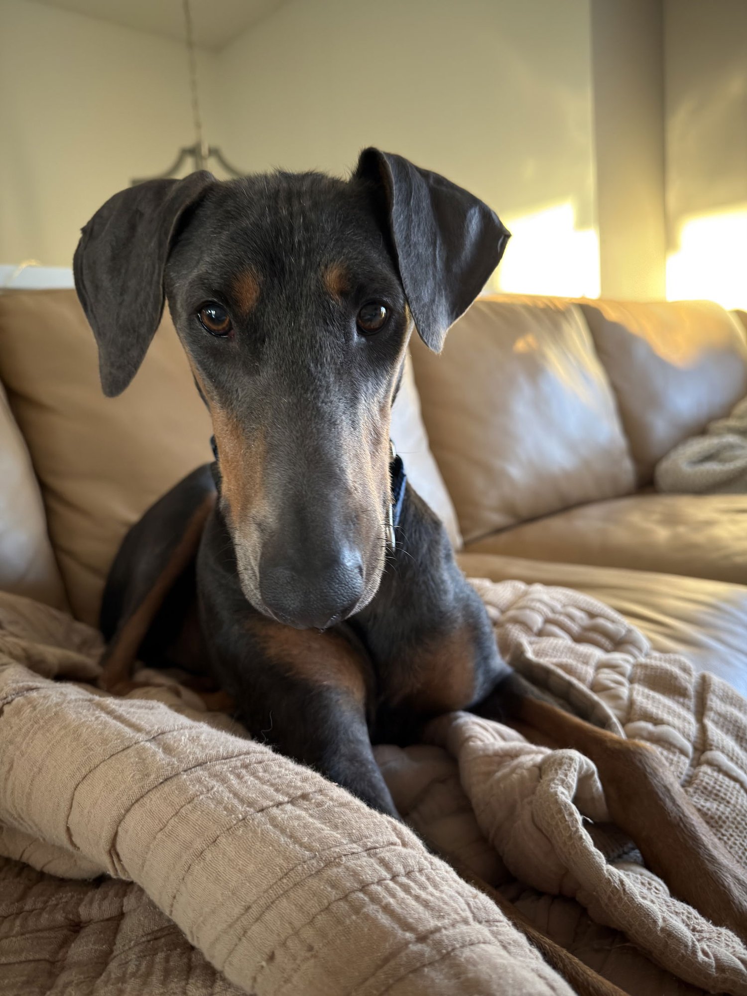 BRUNO - Doberman Pinscher available for adoption