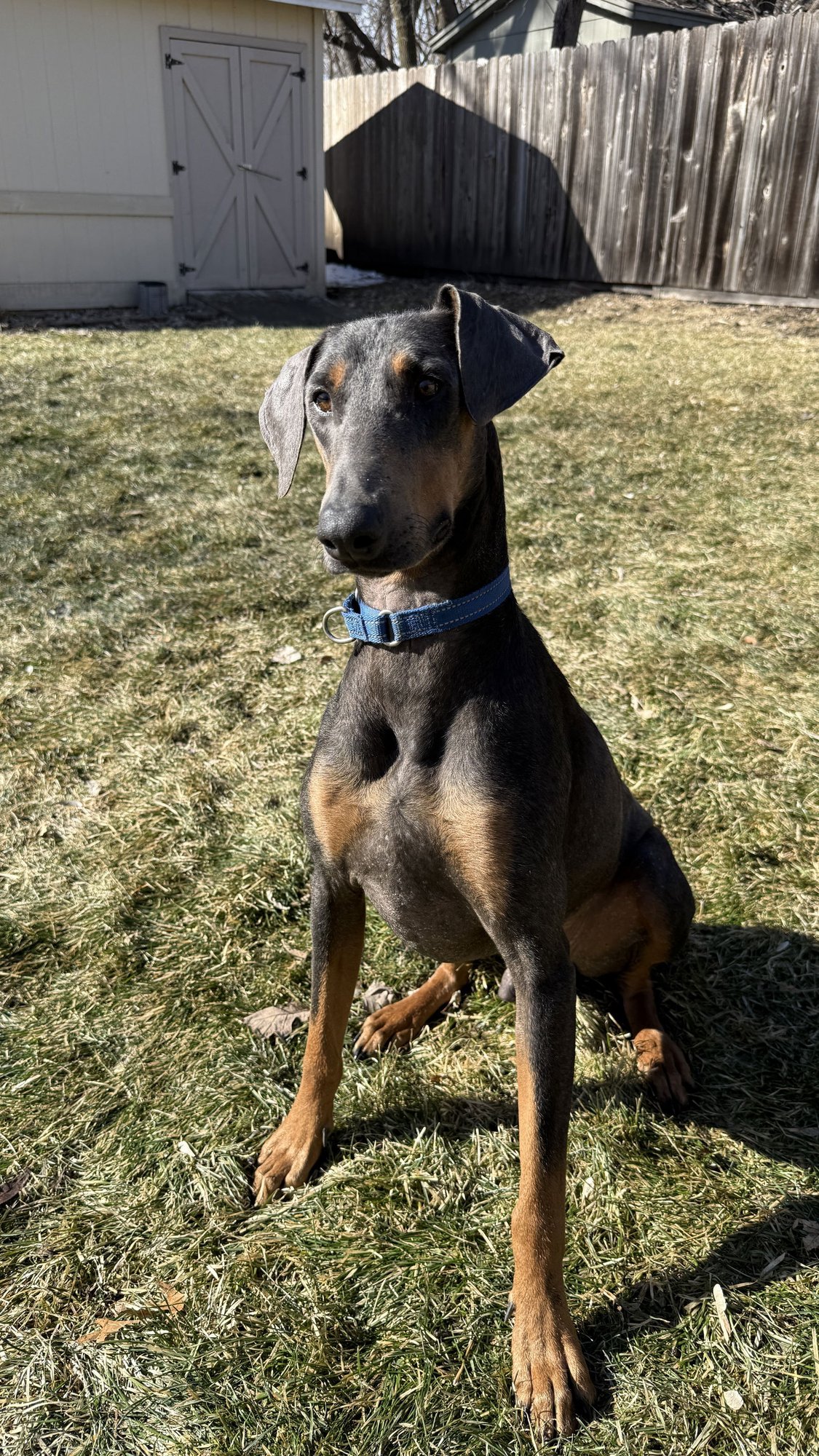 BRUNO - Doberman Pinscher available for adoption