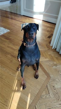 Zeus - Forever Foster - Photo 2