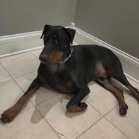 Zeus - Forever Foster - Photo 1