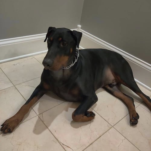 ZEUS - FOREVER FOSTER - Doberman Pinscher for adoption in Minneapolis