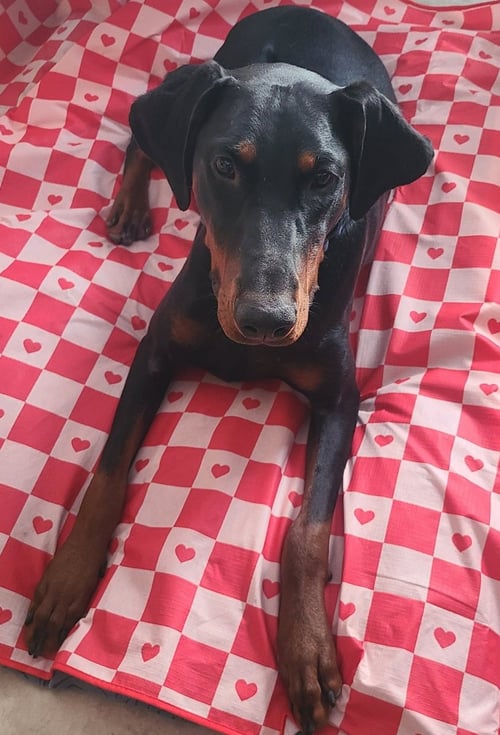EMBER - Doberman Pinscher available for adoption
