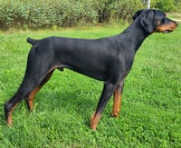 Ember - Photo 4