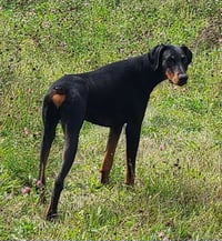 Ember - Photo 5