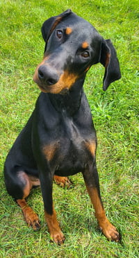 Ember - Photo 1