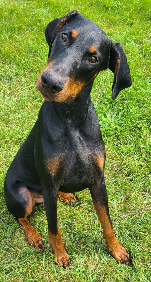 EMBER - Doberman Pinscher for adoption in Minneapolis