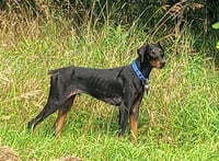Ember - Photo 7