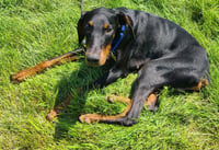 Ember - Photo 11