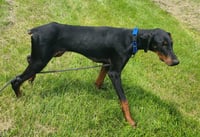 Ember - Photo 10