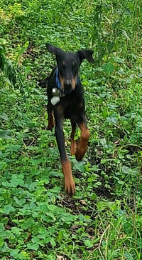 Ember - Photo 9