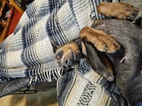 Roscoe - Photo 15