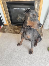 Roscoe - Photo 8