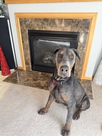 Roscoe - Photo 5
