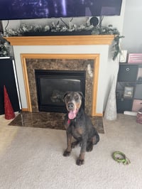 Roscoe - Photo 9