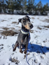 Roscoe - Photo 3