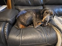 Roscoe - Photo 13