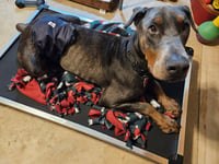 Roscoe - Photo 14