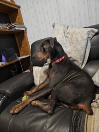 Roscoe - Photo 12