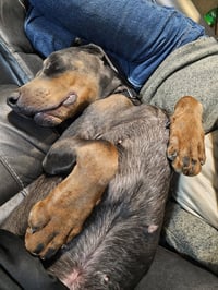 Roscoe - Photo 11