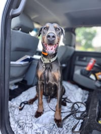 Roscoe - Photo 1